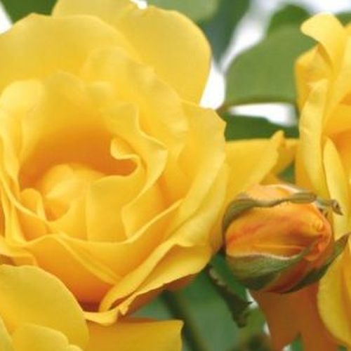 Rosa Golden Gate ® - sárga - Csokros virágú - magastörzsű rózsafa- csüngő koronaforma